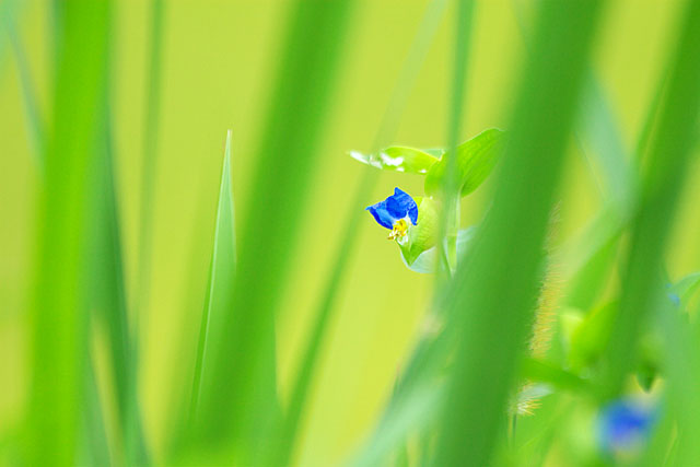 「但馬・写真日和」のdachaさん登場!_c0039735_1726810.jpg
