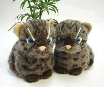 イリオモテヤマネコのマーヤ発売します〜 : 奄美ホライゾン日記blog イリオモテヤマネコのマーヤ発売します〜 : 奄美ホライゾン日記blog