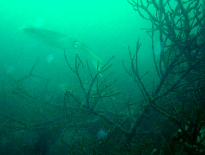 d0058549_1713298.jpg