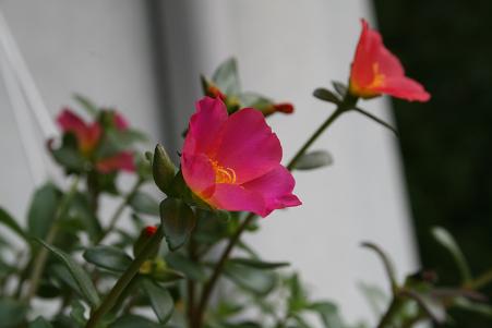 c0093850_20401220.jpg