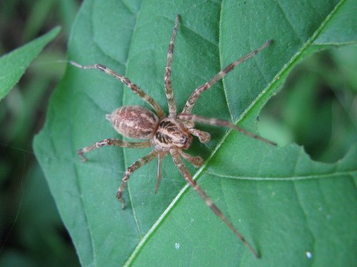 クモ 蜘蛛 および類縁種 2 山野の虫と生物