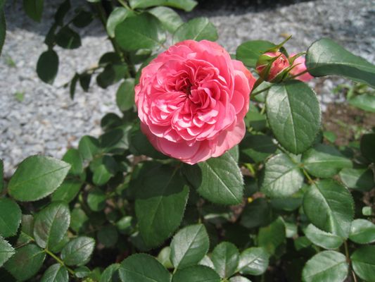e0147362_117029.jpg