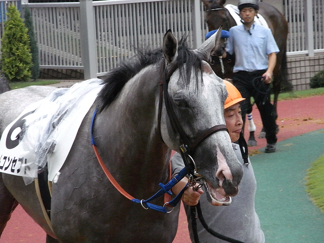 雨の関屋記念・・・_c0158464_23322550.jpg