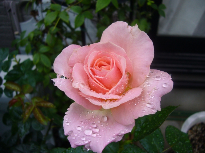 バラ エル はな 花日記 バラ エル はな 花日記