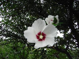 e0084071_810436.jpg