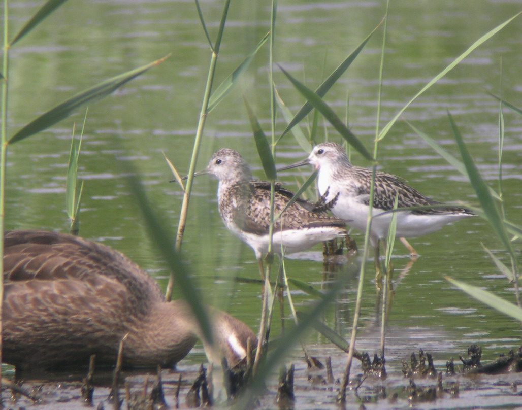 ★先週末の鳥類園(2009.8.8~9)_e0046474_20152413.jpg