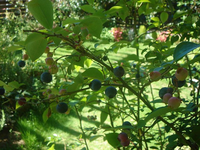 c0135480_0185652.jpg