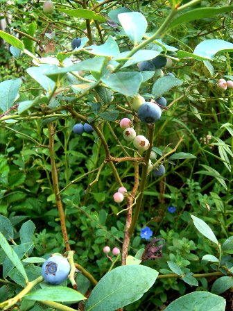 c0135480_0582990.jpg