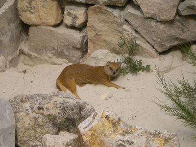 続 植物園 ジャルダン デ プラントの中の動物園 パリ エレガンス