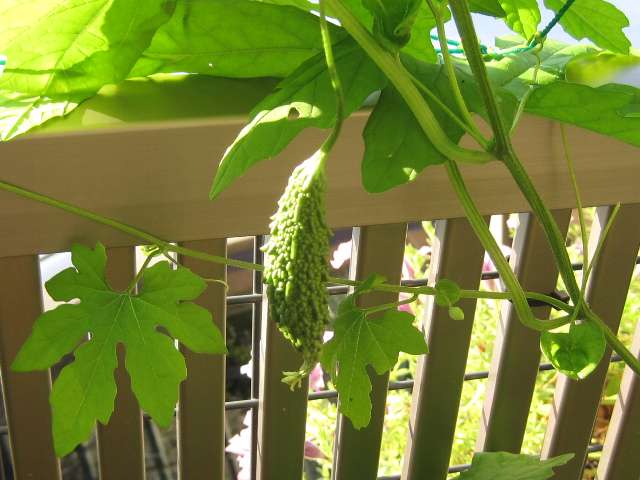 白い虫 すぎまるの今日も好日 白い虫 すぎまるの今日も好日