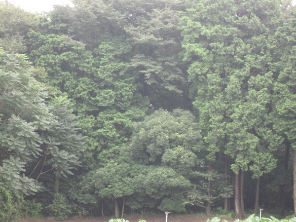 f0135295_826970.jpg