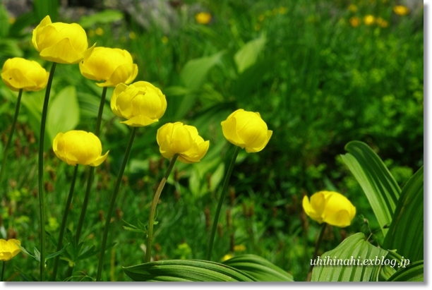 スイスアルプスのお花たち うひひなまいにち スイスアルプスのお花たち うひひなまいにち