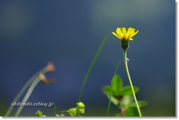 スイスアルプスのお花たち_f0179404_2172046.jpg