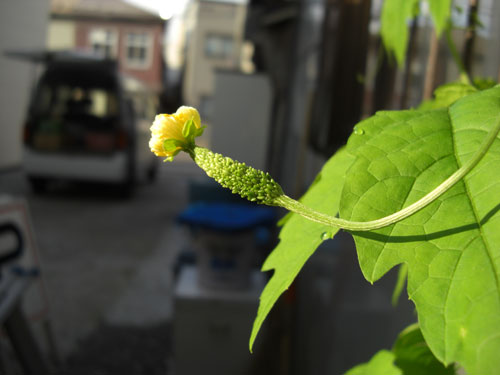 ジキタリスを小さく いとしの花と２匹のネコ