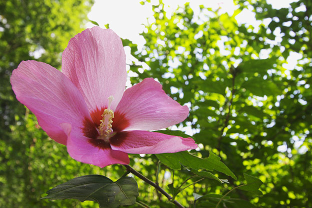 夏の花、槿（ムクゲ）_b0010915_2348560.jpg