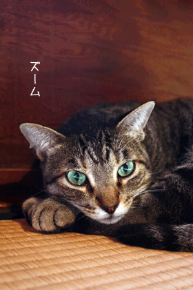 e0156015_13173082.gif