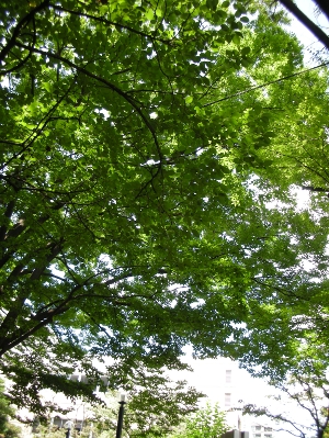 e0171120_0185851.jpg