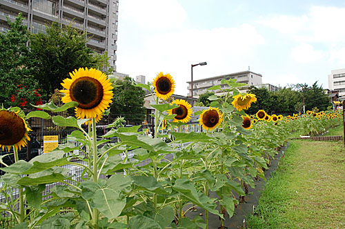 c0107129_22414121.jpg