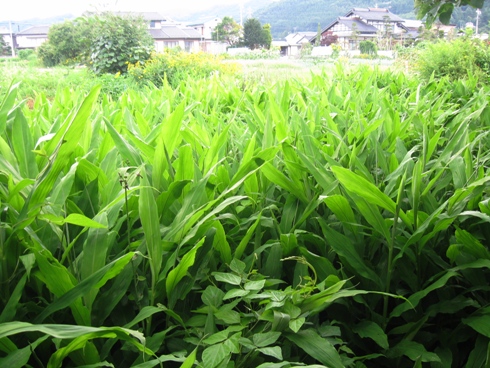 粕漬け仕込み始まる!_b0140235_18312945.jpg
