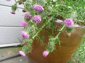 f0097539_15495781.jpg