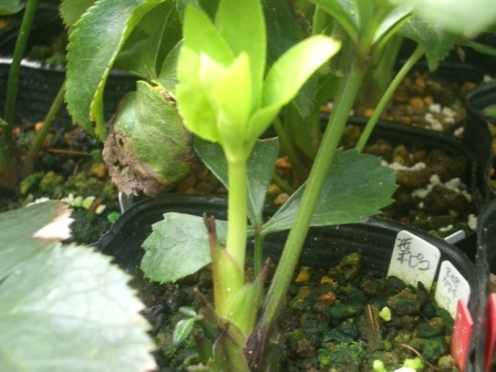 c0025140_1153537.jpg