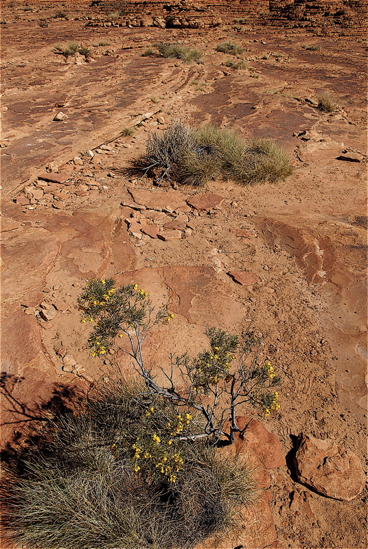 Photographer of Town Council Alice Springs_b0014152_6331627.jpg