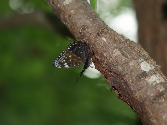 b0135573_20424555.jpg