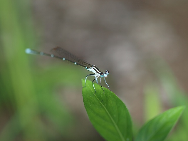 b0135573_20432940.jpg