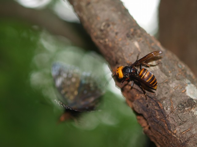 b0135573_2043896.jpg