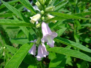 c0180773_21451466.jpg