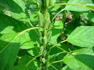 c0180773_21463618.jpg