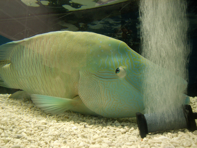 ﾆｭｰｶﾚﾄﾞﾆｱと南の島の水族館 行ってみました！_d0141173_21355678.jpg