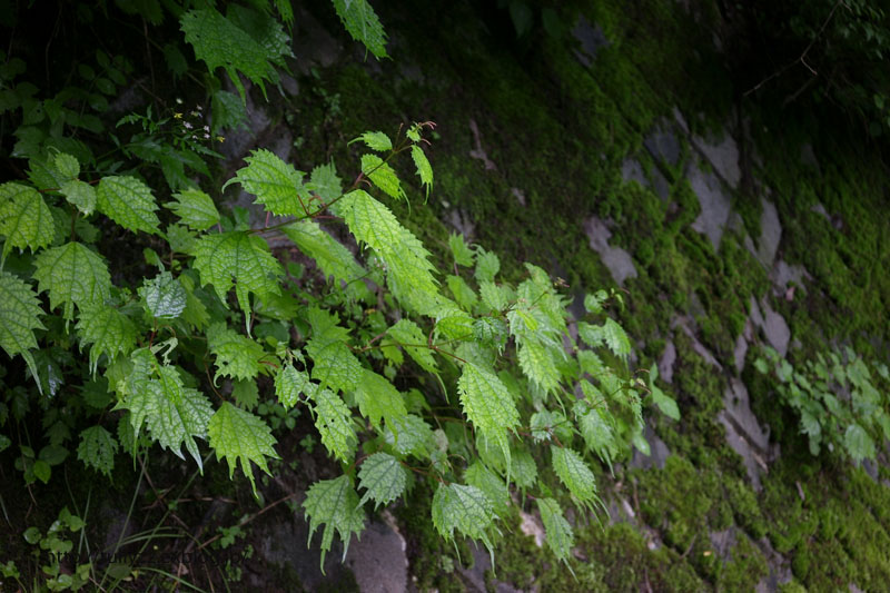 霧の高ボッチ高原 (1)_e0109883_13234011.jpg