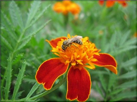 マリーゴールドとミツバチ の んびり マリーゴールドとミツバチ の んびり