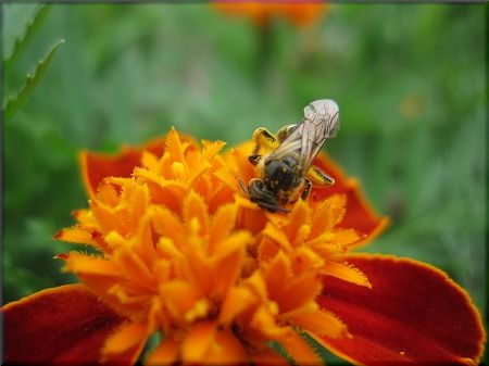 マリーゴールドとミツバチ の んびり マリーゴールドとミツバチ の んびり