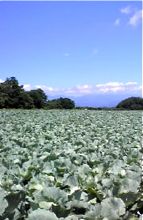 夏はこれから！_d0028589_21235390.jpg