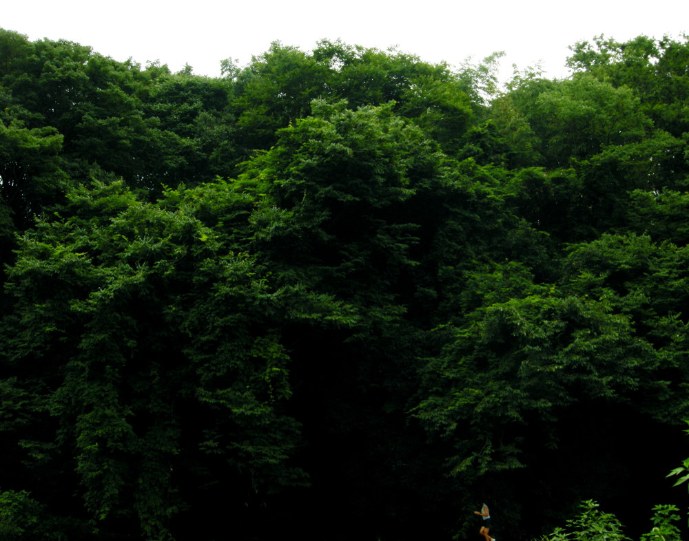 b0179698_1465575.jpg