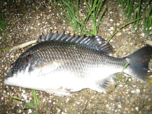 大阪湾 チヌ キビレ爆釣 Nishine Lure Works 裏日記 大阪湾 チヌ キビレ爆釣 Nishine Lure Works 裏日記