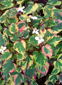 c0172202_0285469.jpg