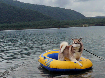 2009年夏　西湖キャンプ2-２日目水遊び編_f0112407_8461060.jpg