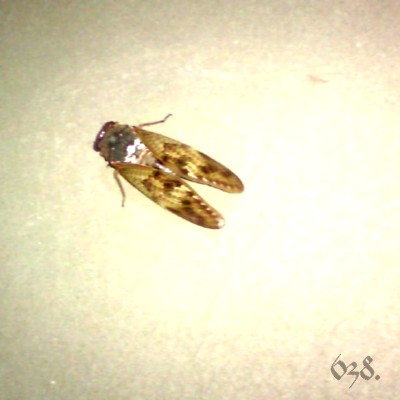 e0101411_21344332.jpg