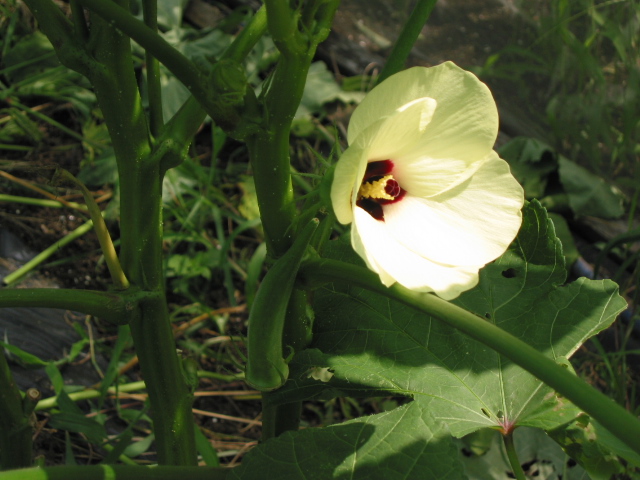 「オクラの花」_a0120513_18511037.jpg