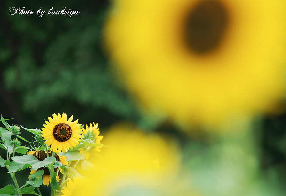 夏の花・昭和記念公園_f0035323_9395889.jpg