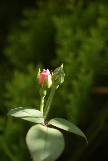 f0170524_14552833.jpg