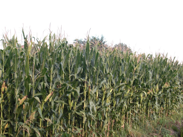 f0173324_2113652.jpg
