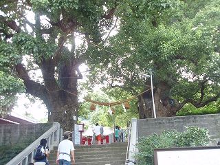 長崎　山王神社の大楠_b0008825_14333232.jpg