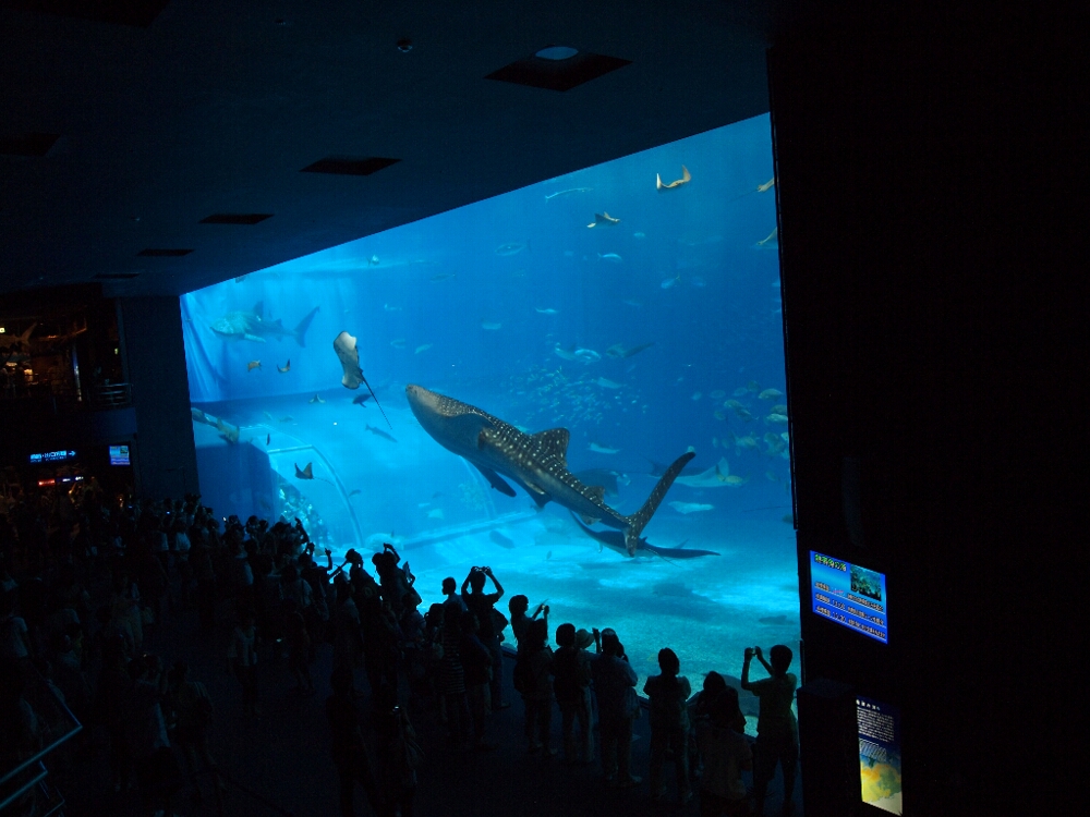 沖縄美ら海水族館_c0042929_15124879.jpg