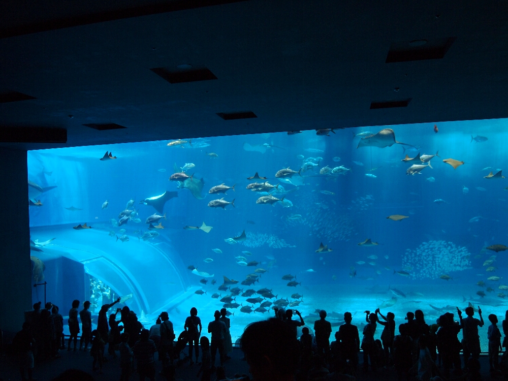 沖縄美ら海水族館_c0042929_15202660.jpg