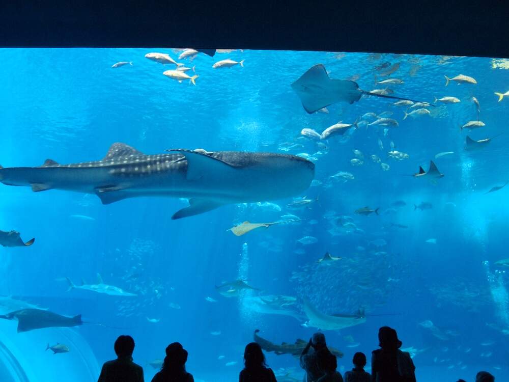 沖縄美ら海水族館_c0042929_1523794.jpg