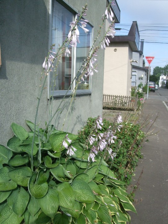 1068) 庭の風景 _f0126829_8333496.jpg
